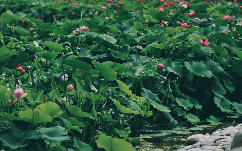 一池荷花。梁斌攝