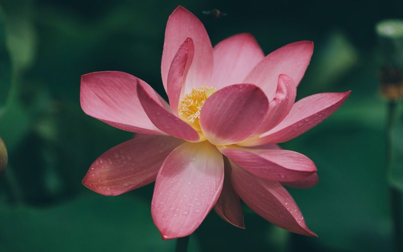 荷花盛開時。梁斌攝