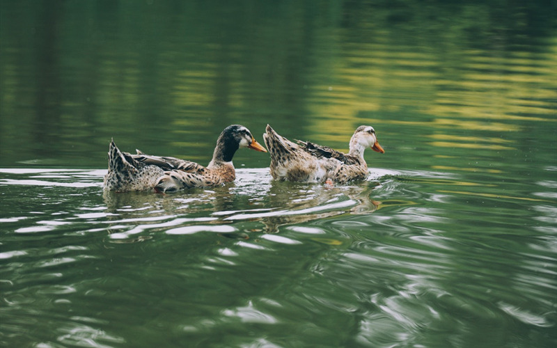 水鳥(niǎo)嬉戲。梁斌攝