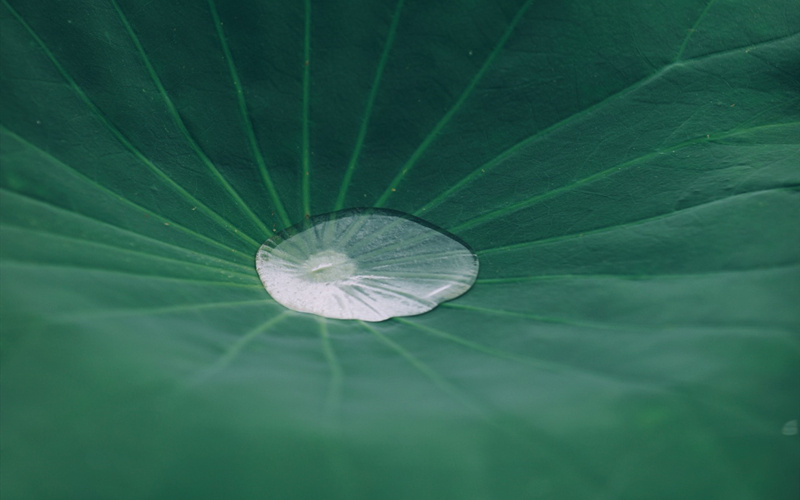 荷葉上的晶瑩露珠。梁斌攝