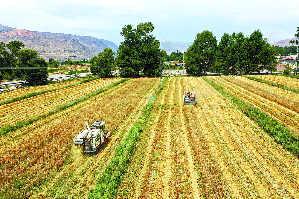 聯(lián)合收割機(jī)穿梭在金色的麥浪中。孫海玲攝