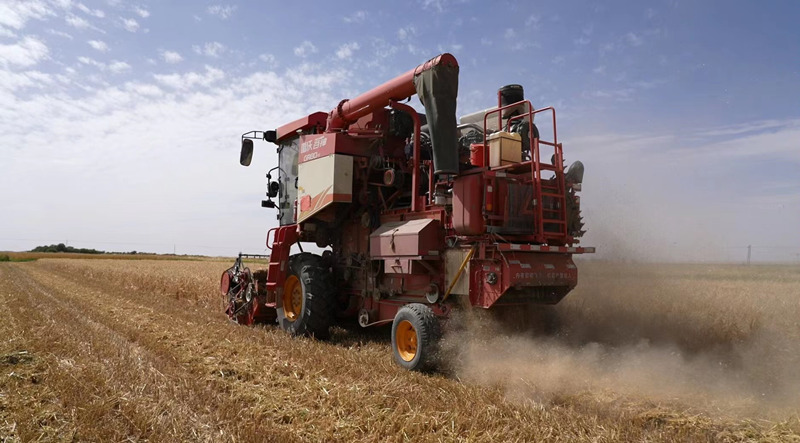 農(nóng)機收割。都蘭縣委宣傳部供圖
