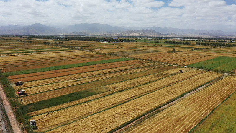 黃綠相間的麥田。都蘭縣委宣傳部供圖