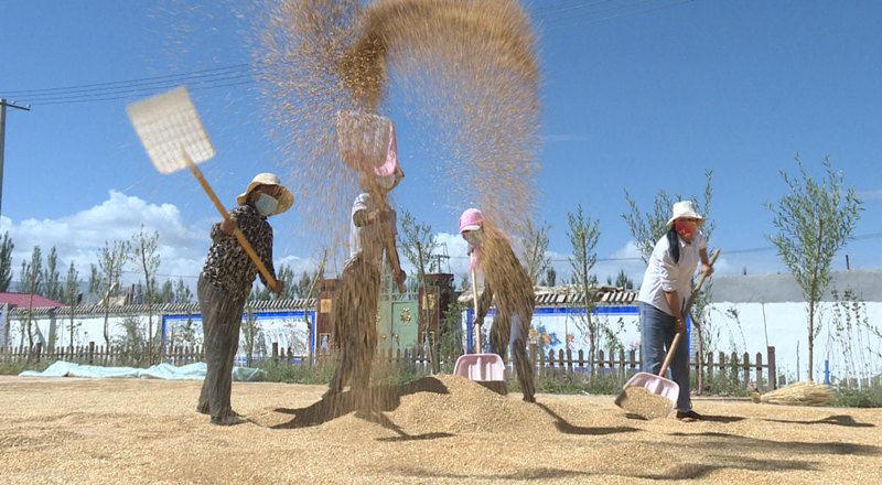 揚麥。都蘭縣委宣傳部供圖