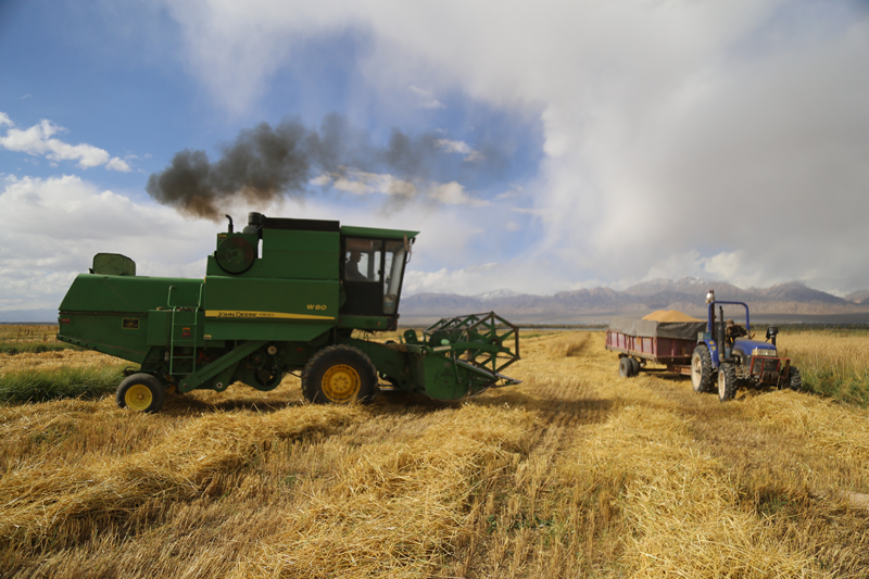 德令哈開展秋收工作。德令哈融媒體中心