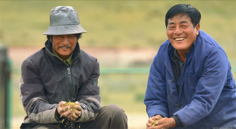 收獲的喜悅。俄日藏俄攝