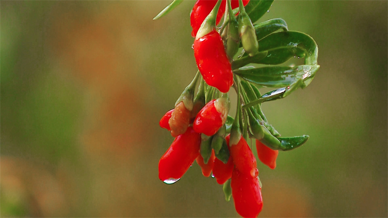 枸杞豐收。旦正公吉力攝