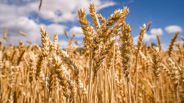 麥浪飄香。馬翔攝