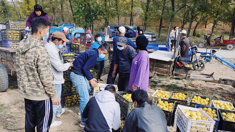 定點(diǎn)收購(gòu)“軟果兒”現(xiàn)場(chǎng)。尖扎縣委宣傳部供圖