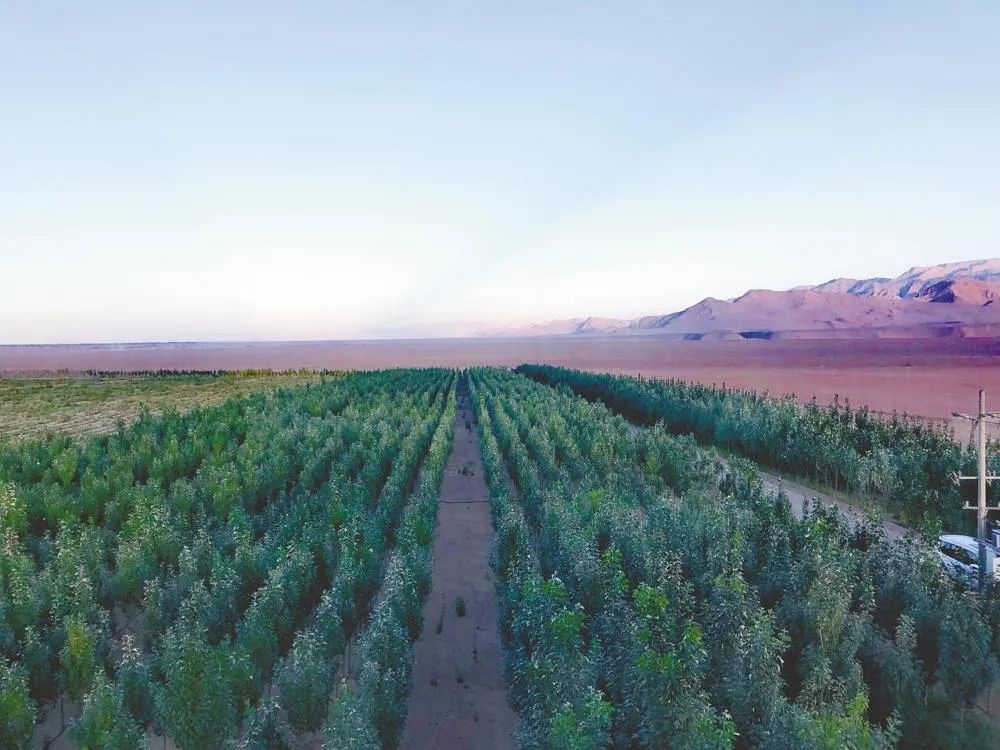 植樹造林。格爾木市委宣傳部供圖