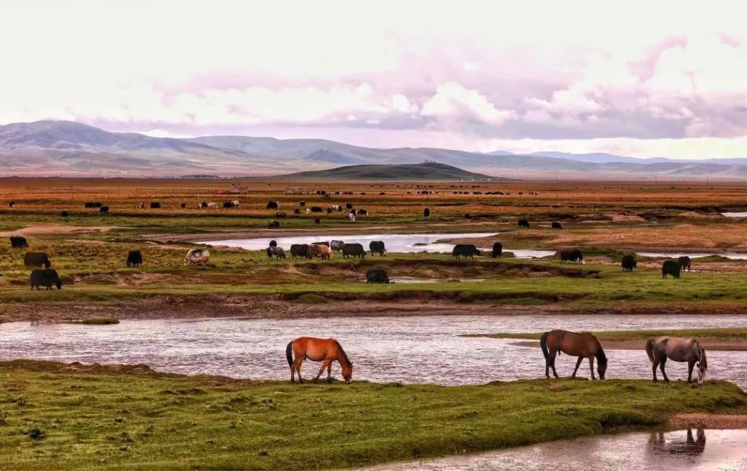澤曲草原風(fēng)光。澤庫縣委宣傳部供圖