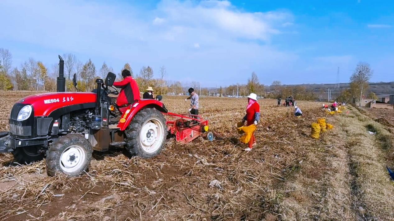 馬鈴薯采收。俞惠珍攝
