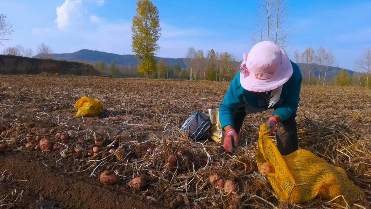 馬鈴薯采收。范曉英攝