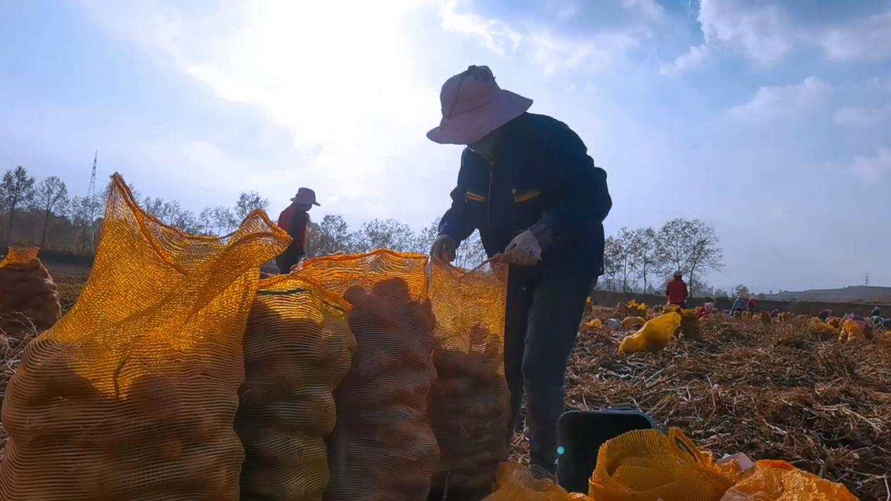 馬鈴薯采收。范曉英攝