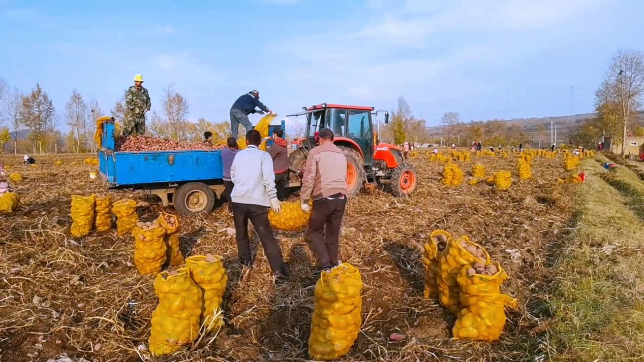 馬鈴薯裝車。范曉英攝