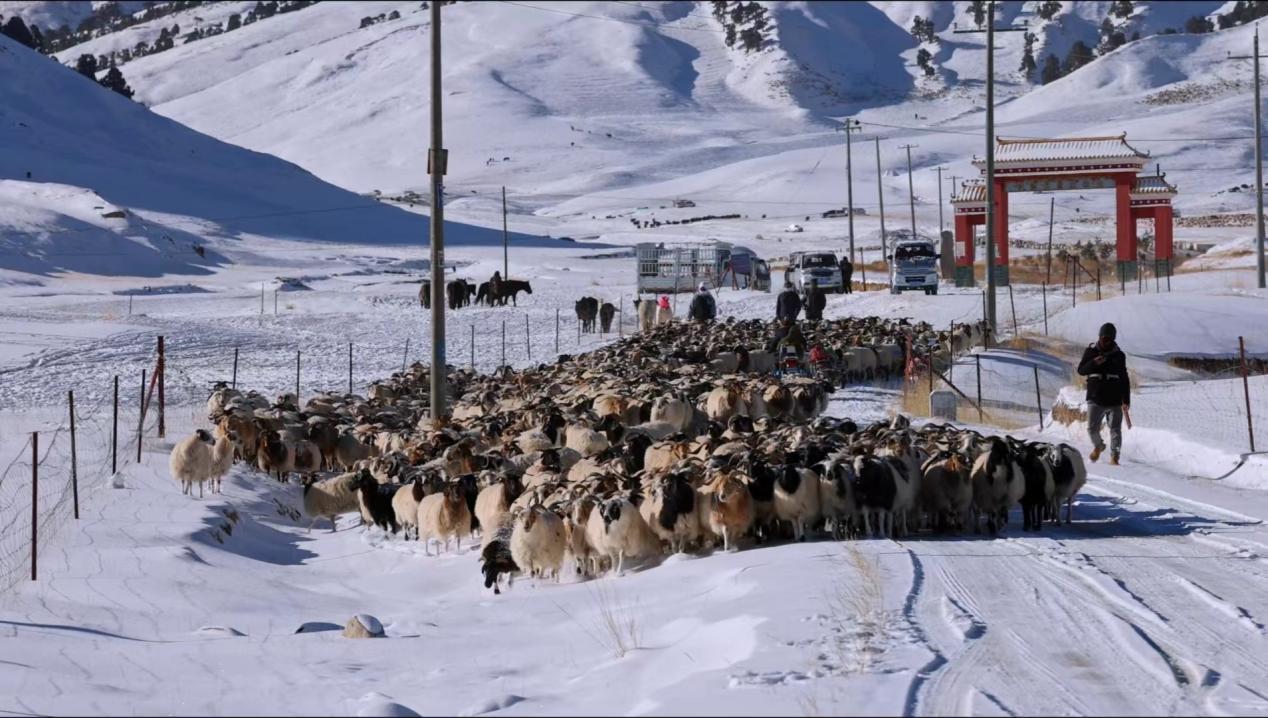 山下的羊群。莫佳寅 先宮攝