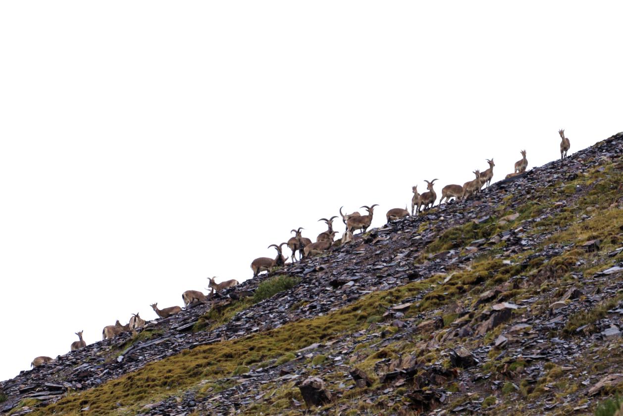 成群巖羊。江文江措攝