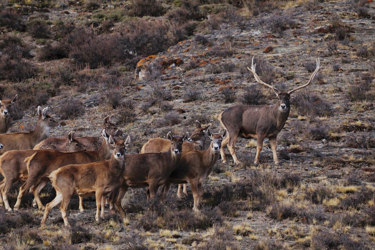 成群巖羊。江文江措攝