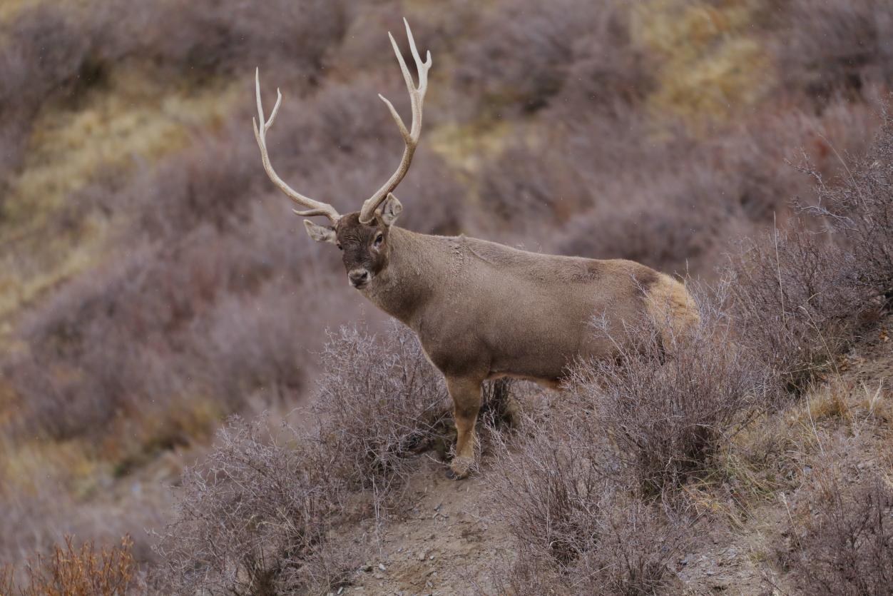 白唇鹿。江文江措攝