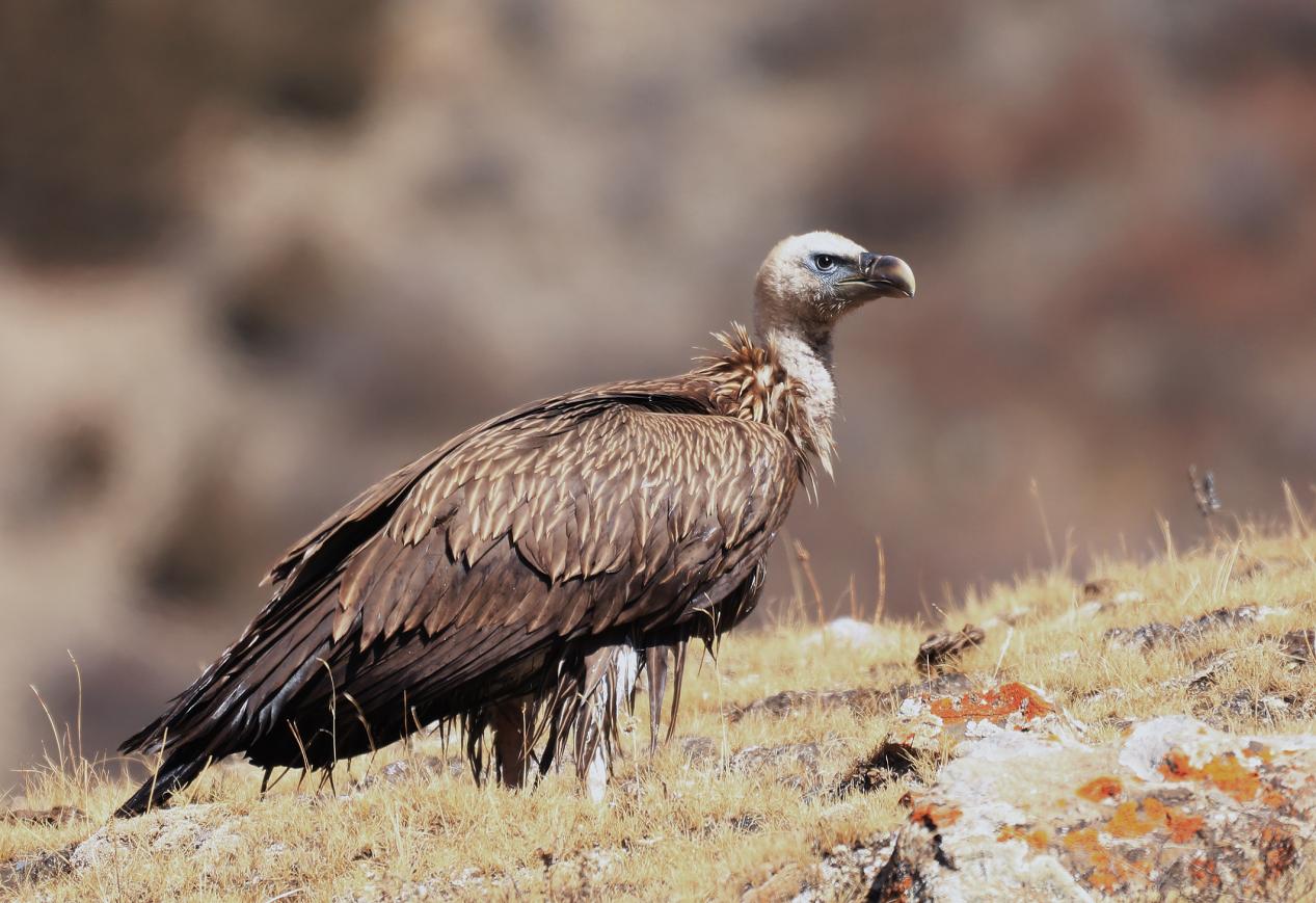 高山兀鷲。江文江措攝