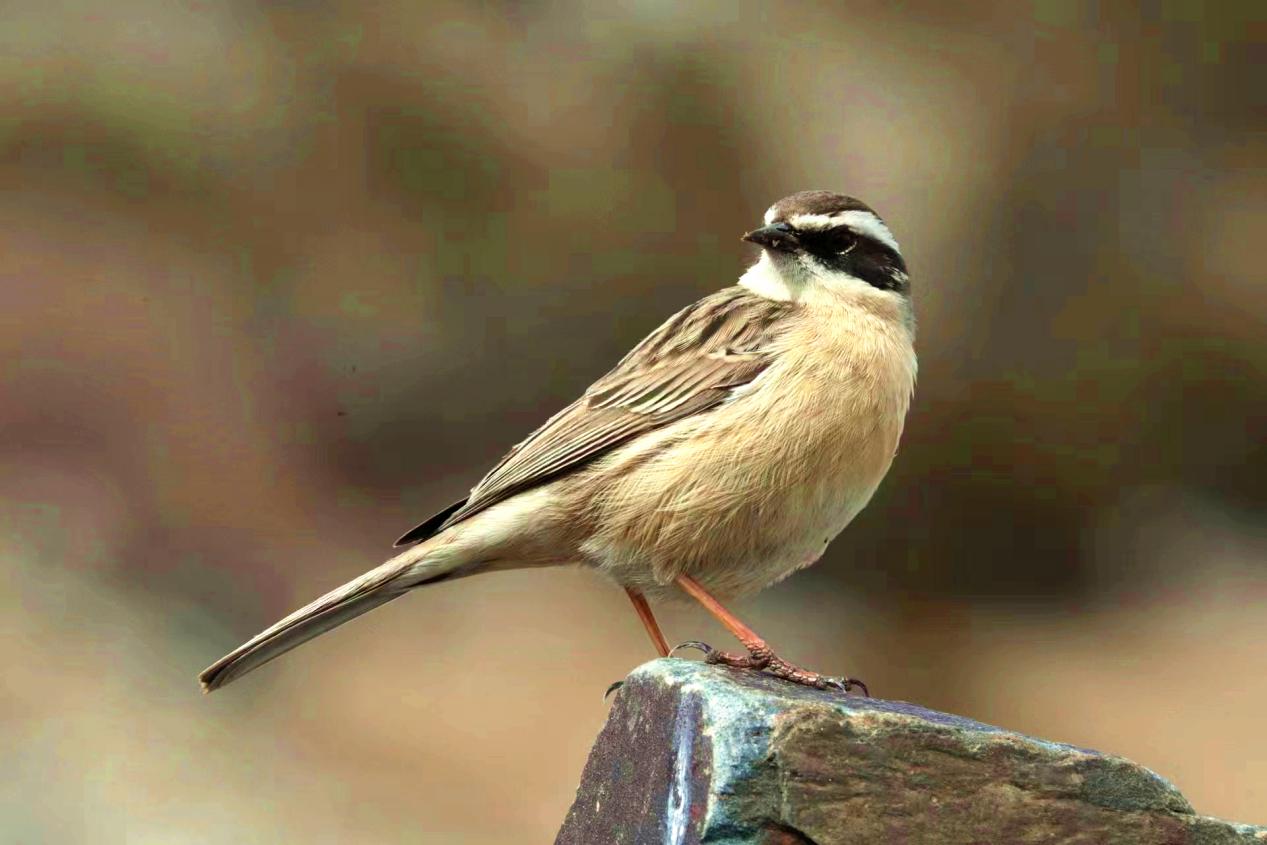 褐巖鷚。江文江措攝