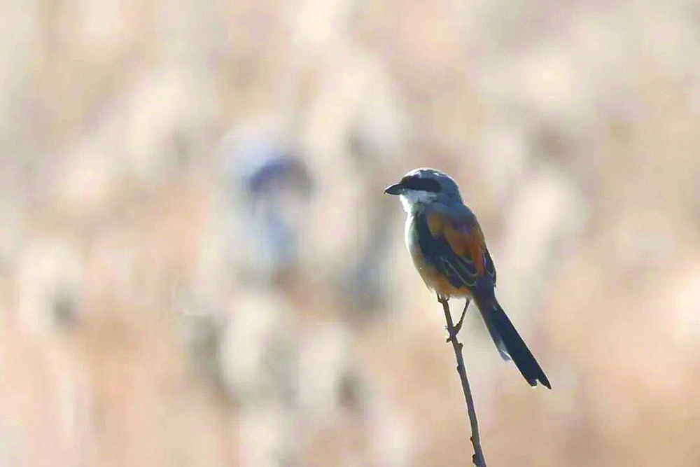 棕背伯勞。賀成武攝