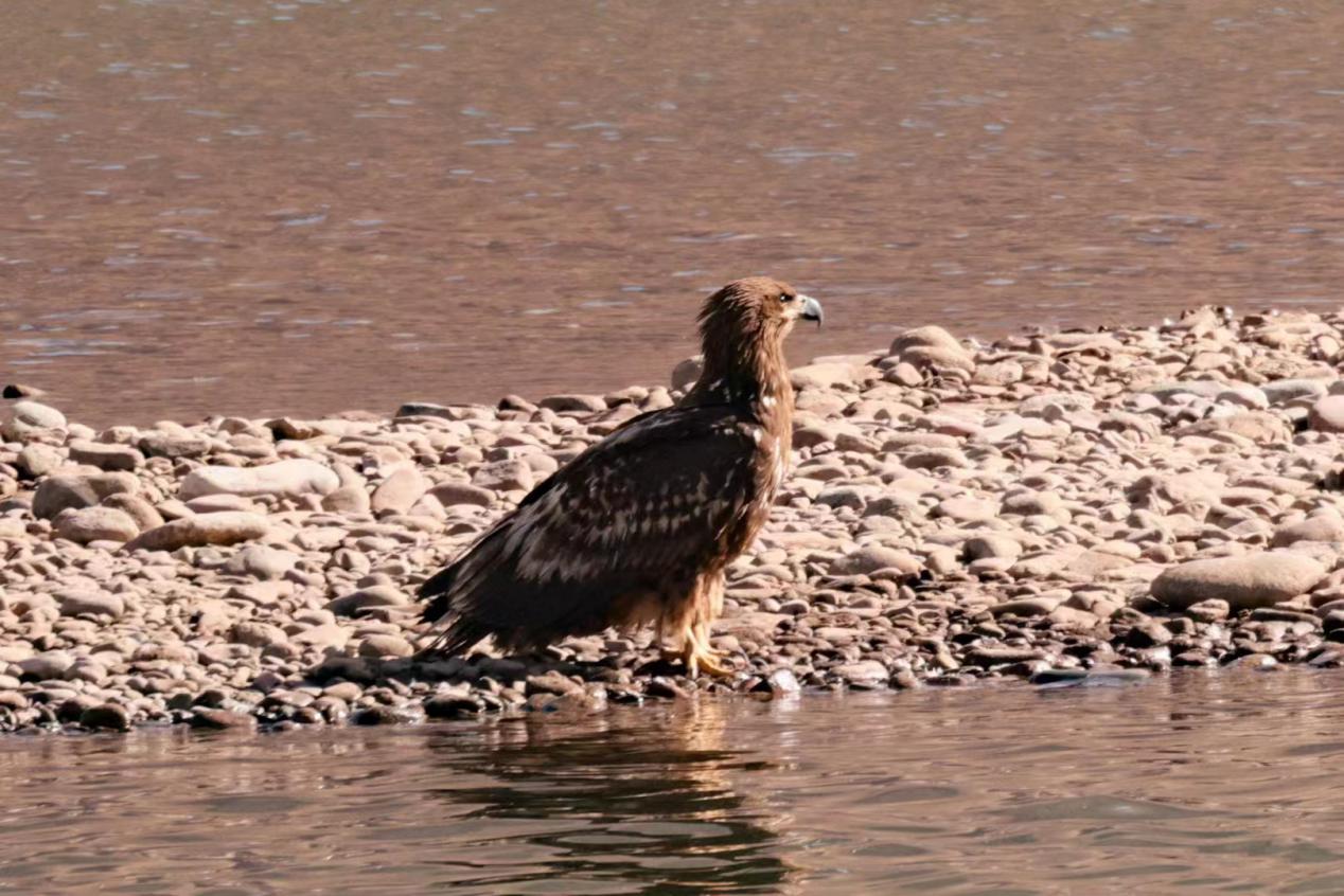 白尾海雕首次現(xiàn)身祁連山國(guó)家公園青海海北片區(qū)。周元峰攝