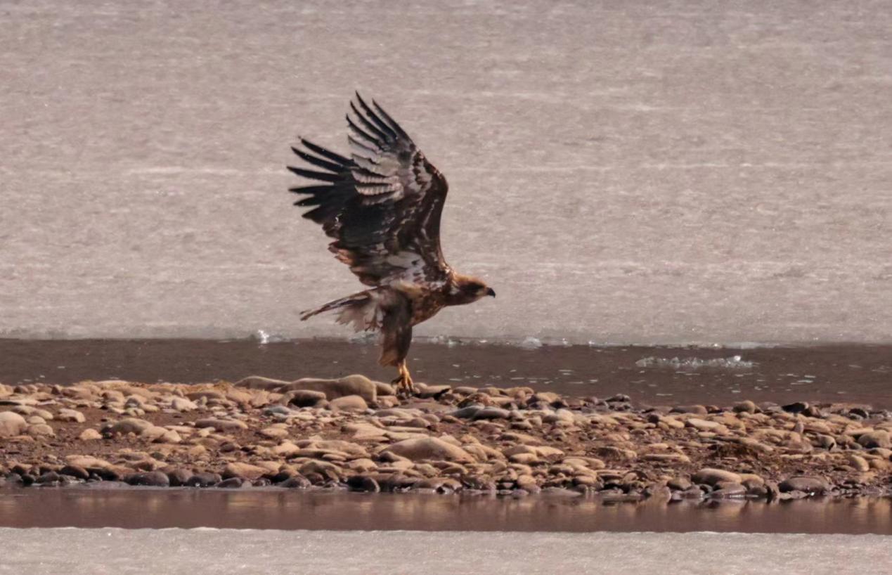 白尾海雕首次現(xiàn)身祁連山國(guó)家公園青海海北片區(qū)。周元峰攝