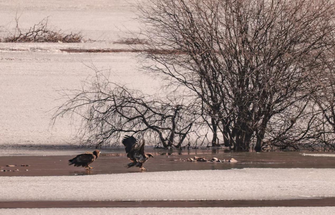 白尾海雕首次現(xiàn)身祁連山國(guó)家公園青海海北片區(qū)。周元峰攝