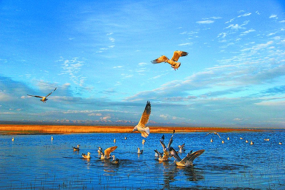 碧波蕩漾青海湖。青海湖景區(qū)保護(hù)利用管理局供圖