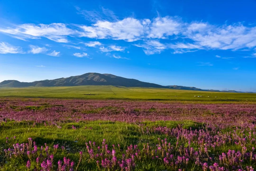 一望無垠的澤曲草原。澤庫縣委宣傳部供圖