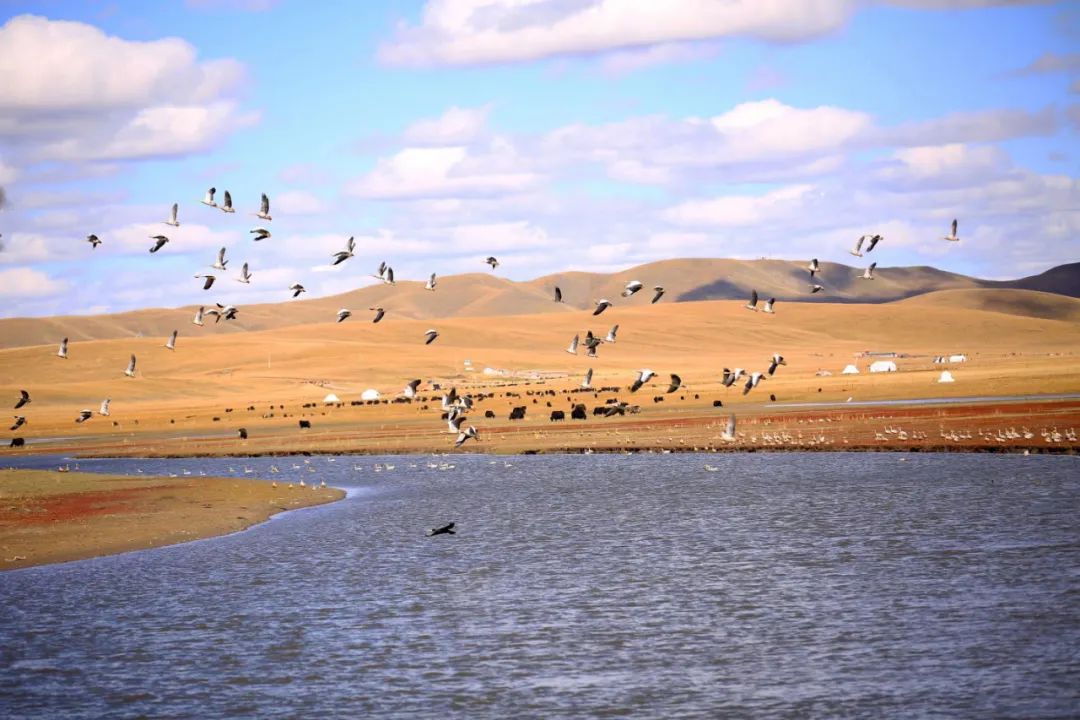 澤曲草原。澤庫縣委宣傳部供圖