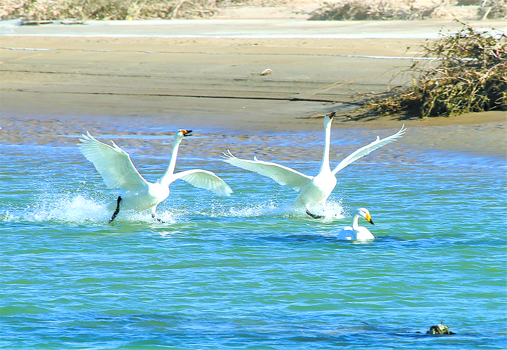 大天鵝赴約貴德黃河濕地。通訊員 童世鈺 本報記者 欒雨嘉 攝
