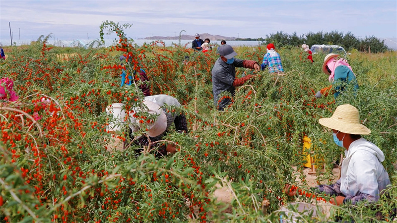 枸杞采摘工作有序進行。旦正公吉力攝