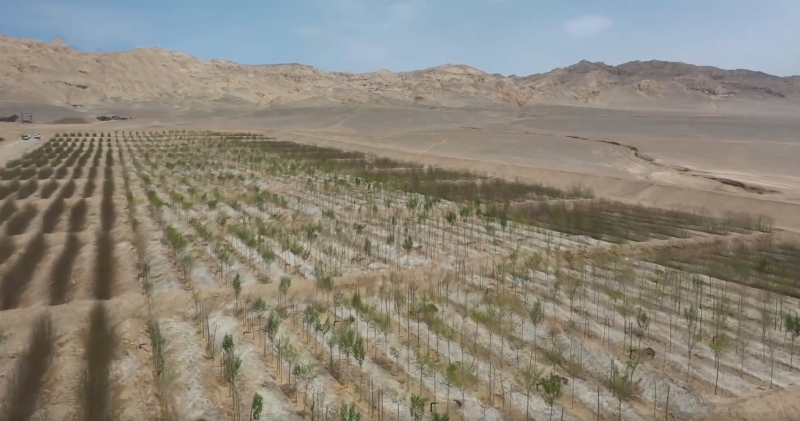 茫崖市防護(hù)林。楊霆攝