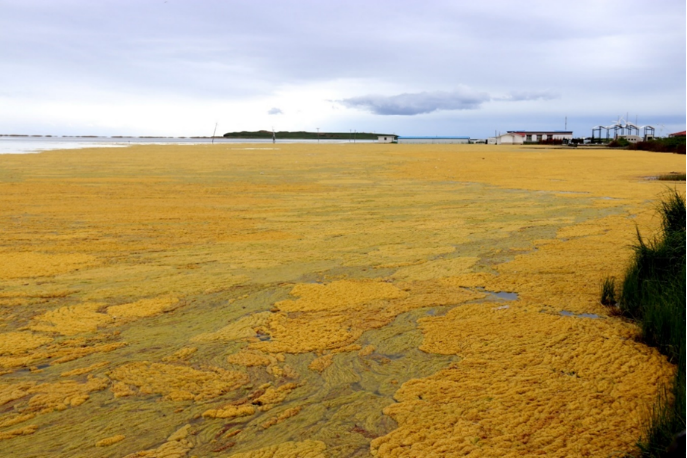 青海湖水生態(tài)環(huán)境保護修復(fù)典型案例-治理前