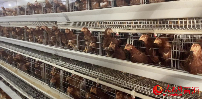 尖扎志和養(yǎng)殖合作社的養(yǎng)雞場。人民網(wǎng) 陳明菊攝