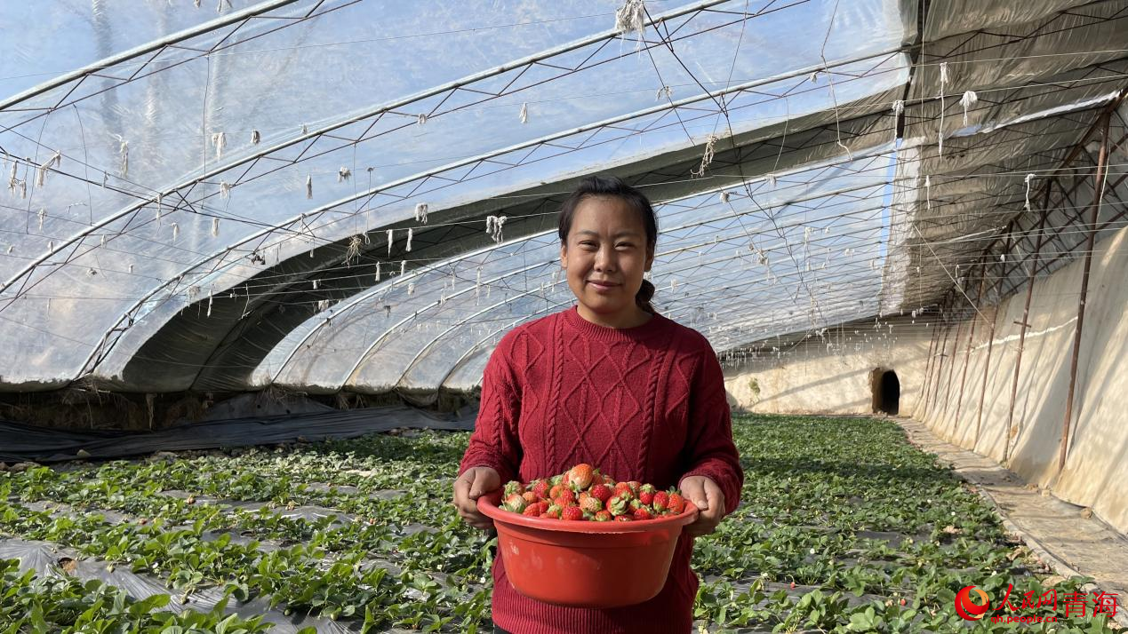王志艷草莓大棚喜豐收。人民網(wǎng) 陳明菊攝