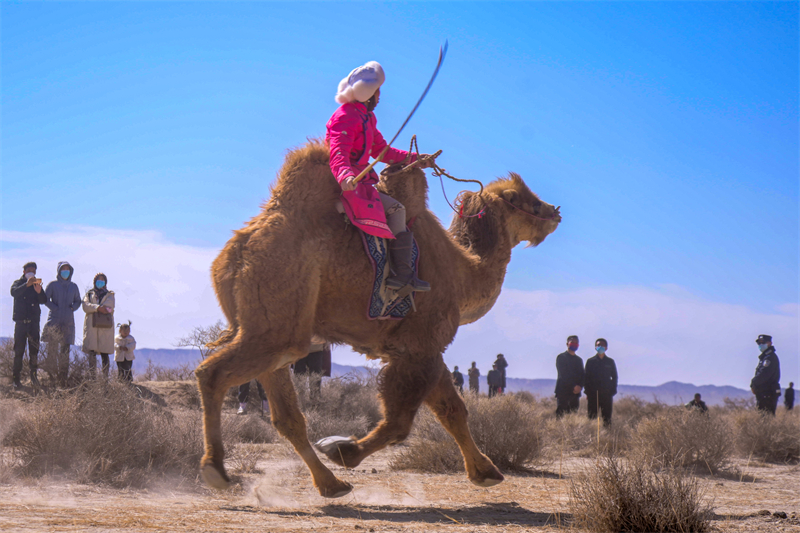 柴達木雙峰駱駝。烏蘭縣委宣傳部供圖