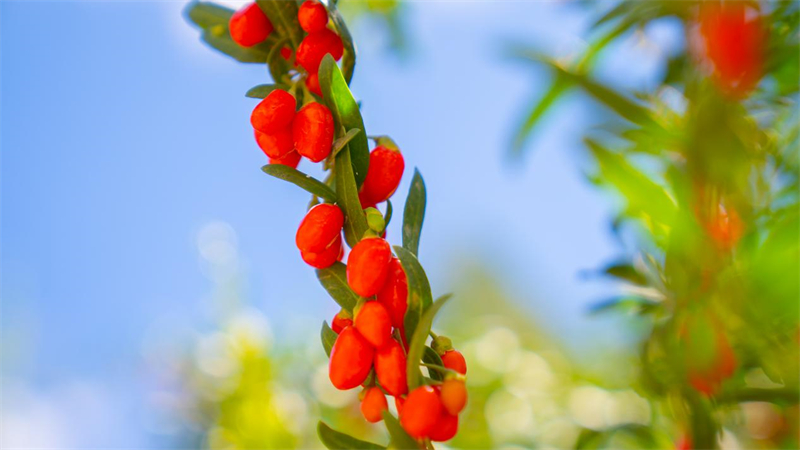 火紅的枸杞。烏蘭縣委宣傳部供圖
