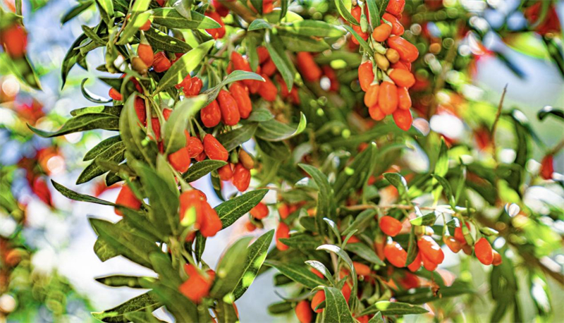 火紅的枸杞。烏蘭縣委宣傳部供圖