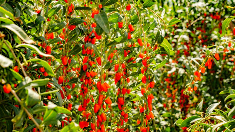 火紅的枸杞。烏蘭縣委宣傳部供圖