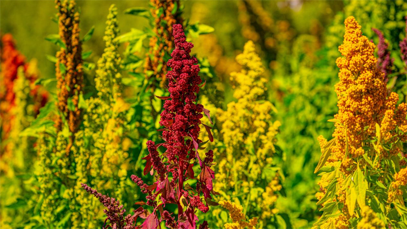 藜麥喜獲豐收。烏蘭縣委宣傳部供圖