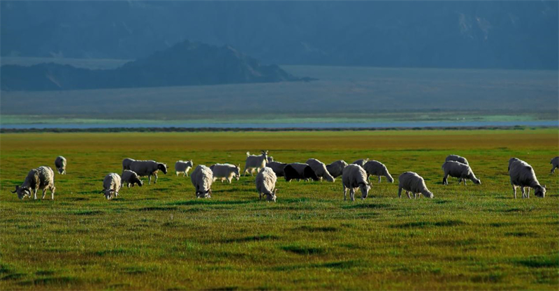 “茶卡羊”漫山遍野。烏蘭縣委宣傳部供圖