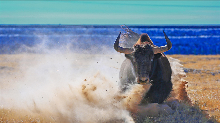 《奔騰》。久美才仁攝