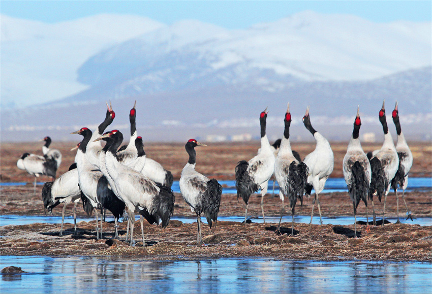 雪域吉鳴。昂扎攝