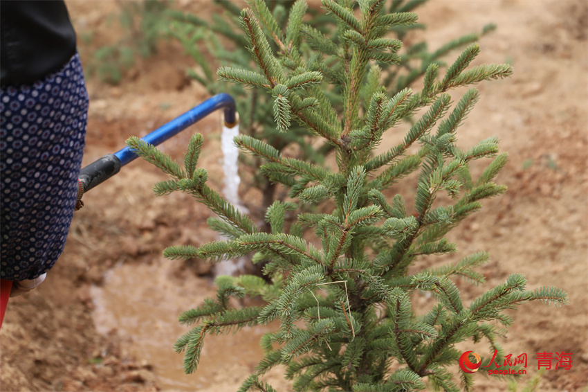 植樹現(xiàn)場(chǎng)。人民網(wǎng)陳明菊攝