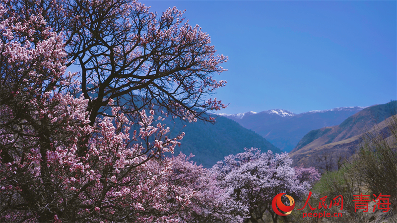 野杏花漫山遍野。人民網(wǎng) 況玉攝