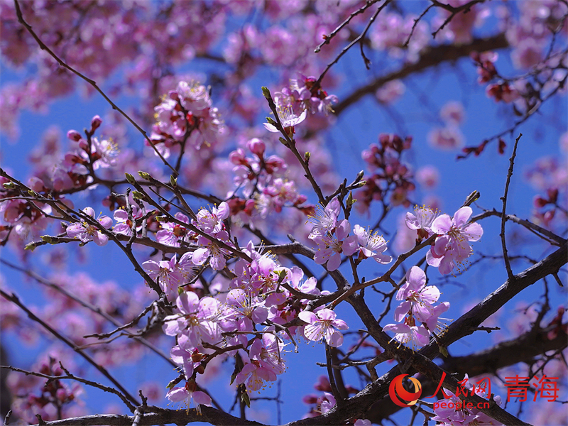 野杏花開(kāi)滿枝頭。人民網(wǎng) 況玉攝