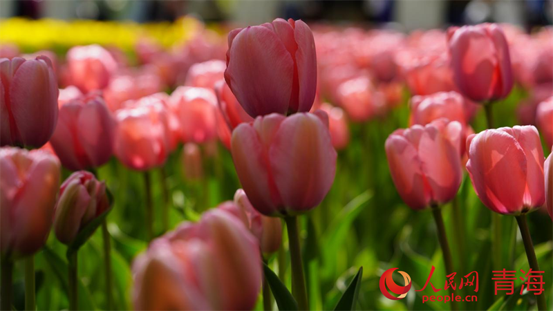 郁金香花開正盛。人民網(wǎng) 況玉攝